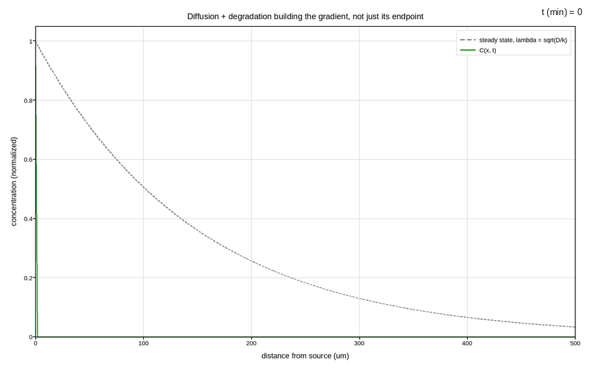 plot 06 morphogen gradient formation